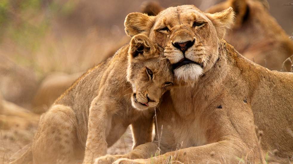 Breathtaking wildlife holidays you can book right now lions South Africa